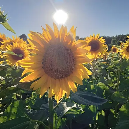 Chez Goret - Skippy Couples Only Courgeac
